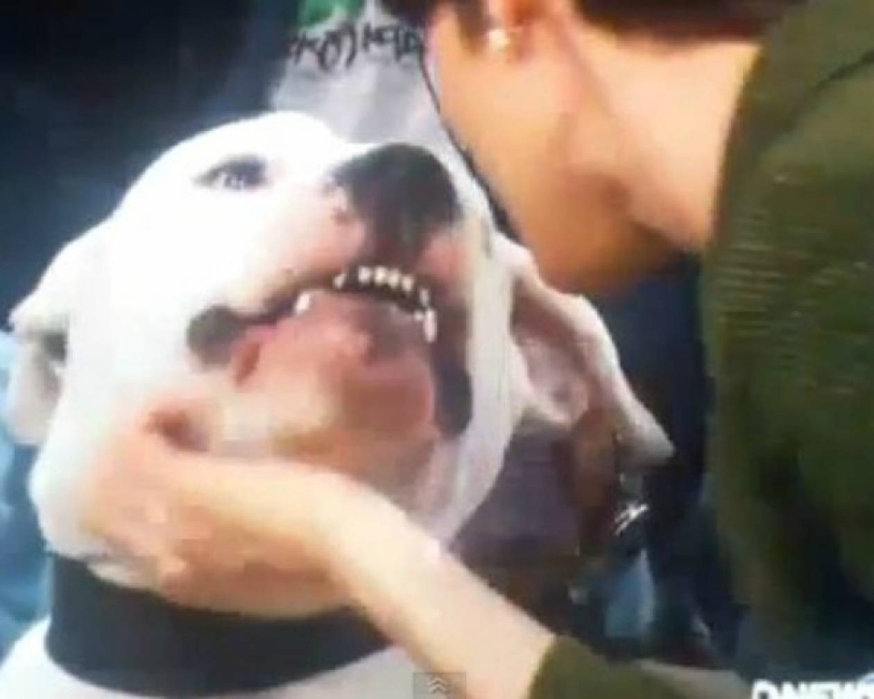 Σκύλος δάγκωσε live παρουσιάστρια στο πρόσωπο