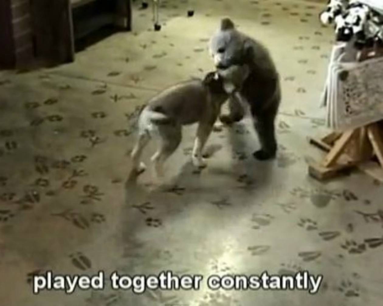 Φιλία ανάμεσα σε ένα αρκουδάκι και έναν μικρό λύκο!