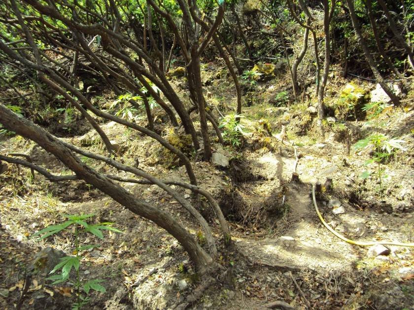 Καλλιεργούσαν ένα… δάσος από κάνναβη στο Ρέθυμνο