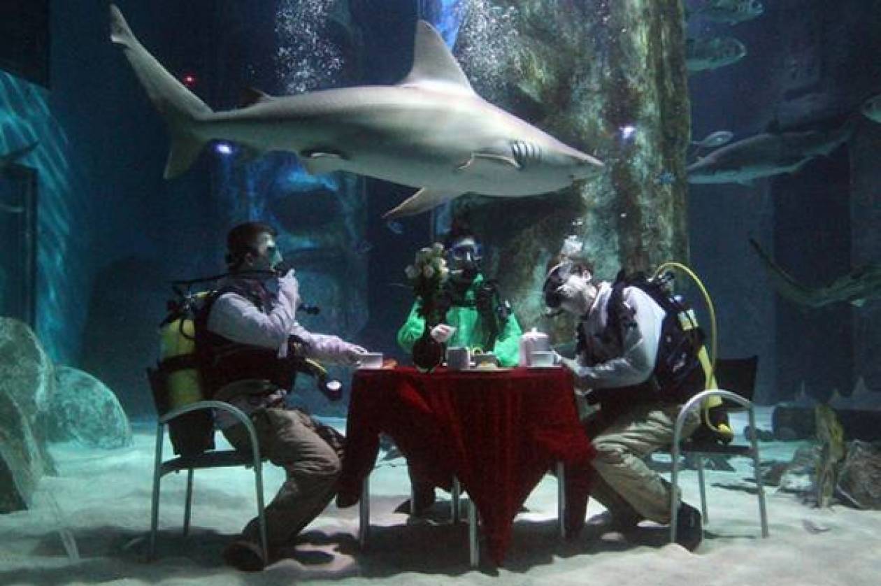 Καφεδάκι με 15 καρχαρίες