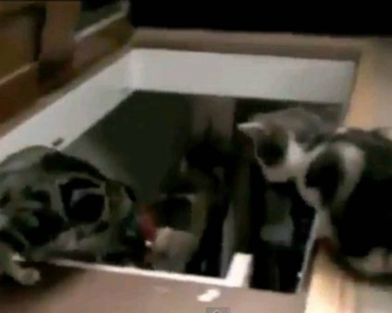Γάτα έριξε τη φίλη της κάτω από τις σκάλες!