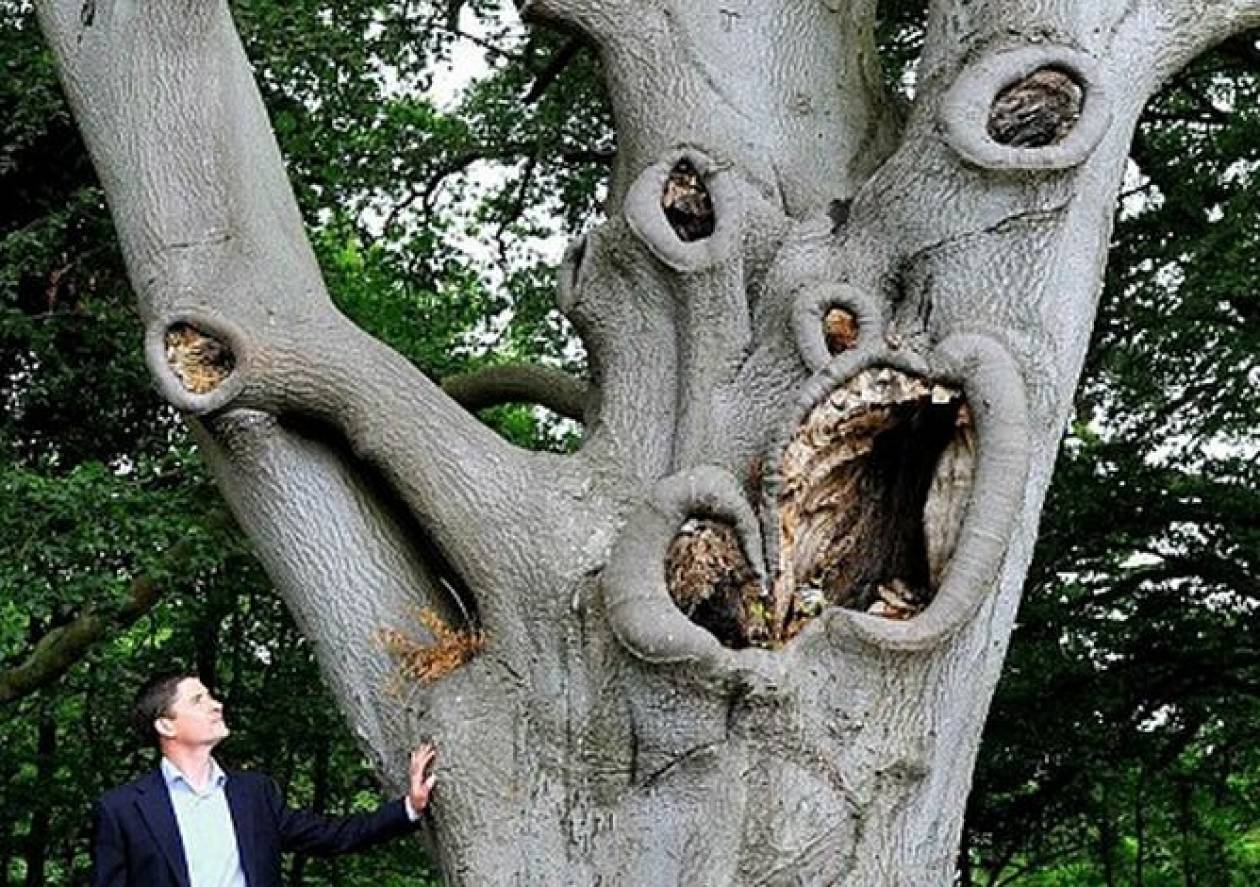 Τα πιο τρομακτικά δέντρα