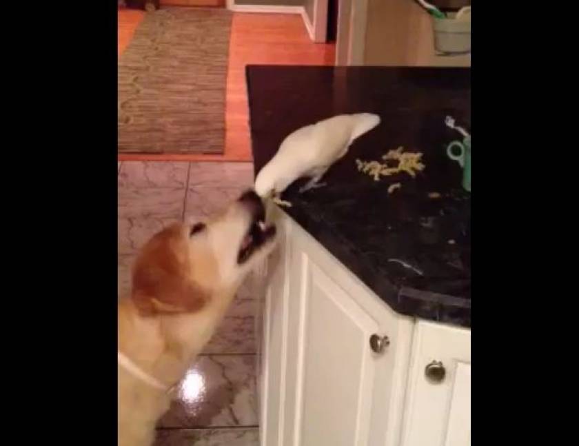 Ο παπαγάλος ταΐζει τον σκύλο