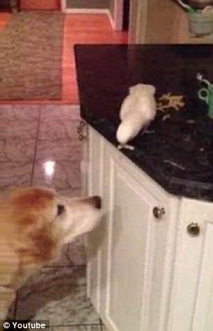 Ο παπαγάλος ταΐζει τον σκύλο 