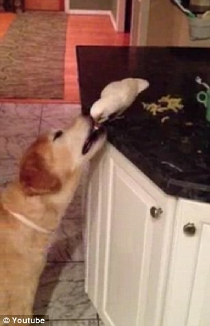 Ο παπαγάλος ταΐζει τον σκύλο 