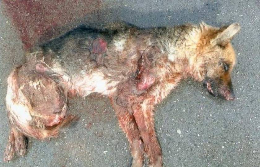 Φρίκη στο Ηράκλειο: Βασάνισαν σκύλο μέχρι θανάτου