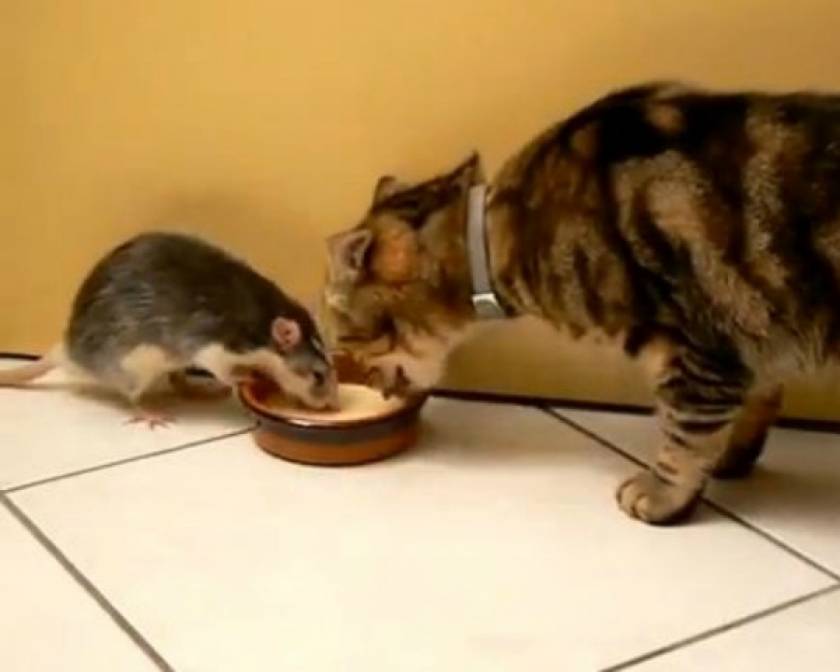 Ποντικός... κλέβει το φαγητό γάτας!