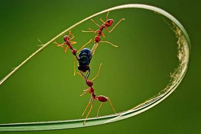 Τρία μυρμήγκια σκοτώνουν  μια μύγα