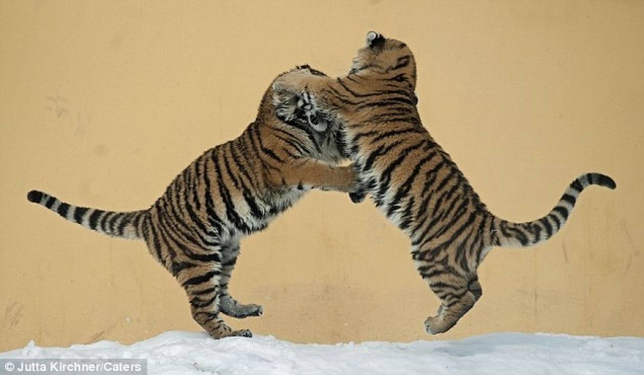 Όταν οι τίγρεις χορεύουν στον πάγο