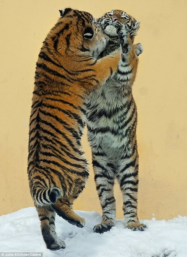 Όταν οι τίγρεις χορεύουν στον πάγο  