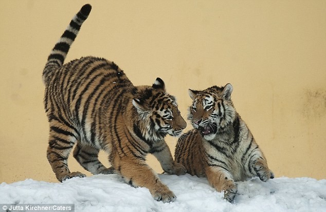Όταν οι τίγρεις χορεύουν στον πάγο  