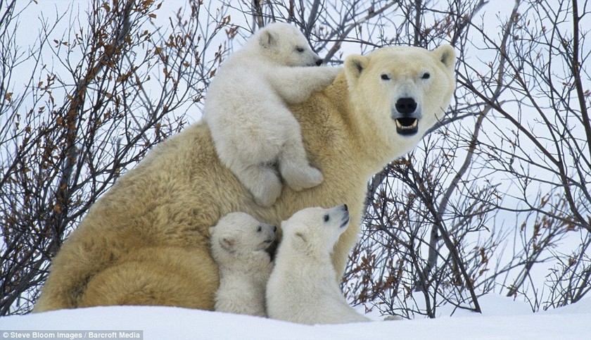 Πολικές αρκούδες παίζουν στο χιόνι 