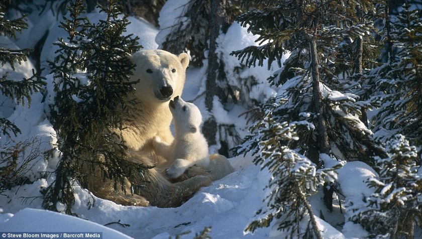 Πολικές αρκούδες παίζουν στο χιόνι 