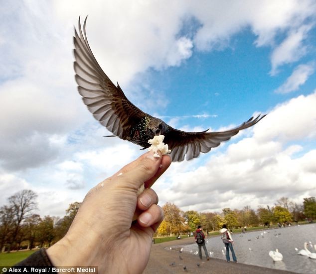 Πουλιά τρώνε από ανθρώπινο χέρι 