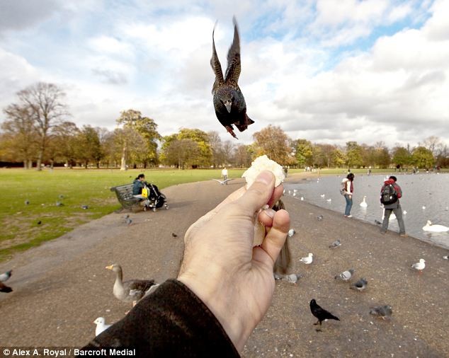 Πουλιά τρώνε από ανθρώπινο χέρι 