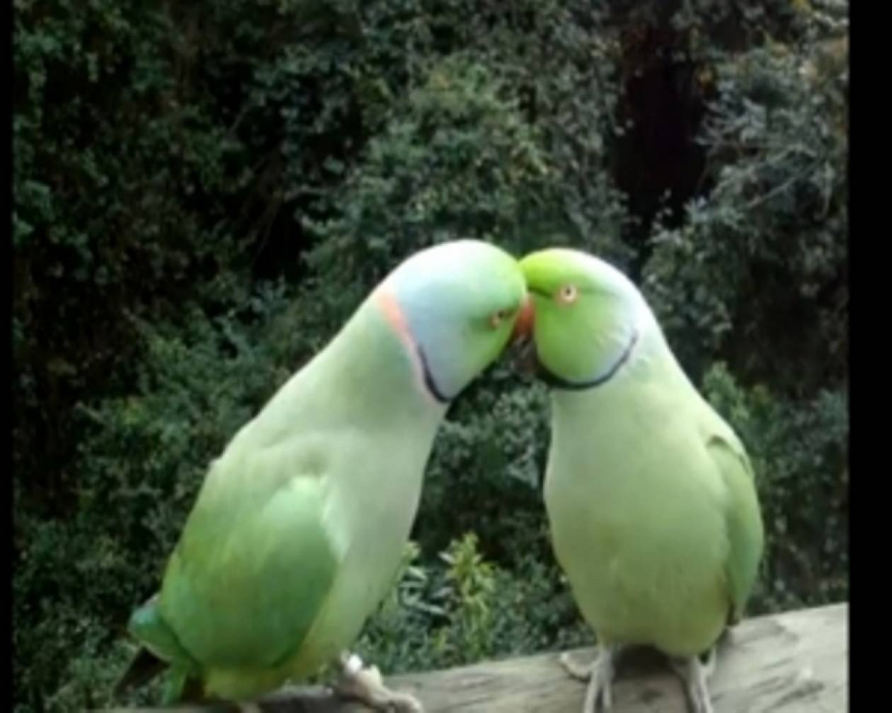 Δυο απίθανα παπαγαλάκια... συζητάνε και φιλιούνται