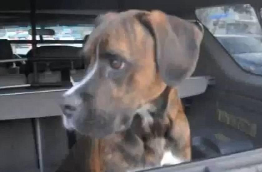 Βίντεο: «Τρελαμένος» σκύλος υποδέχεται το αφεντικό του