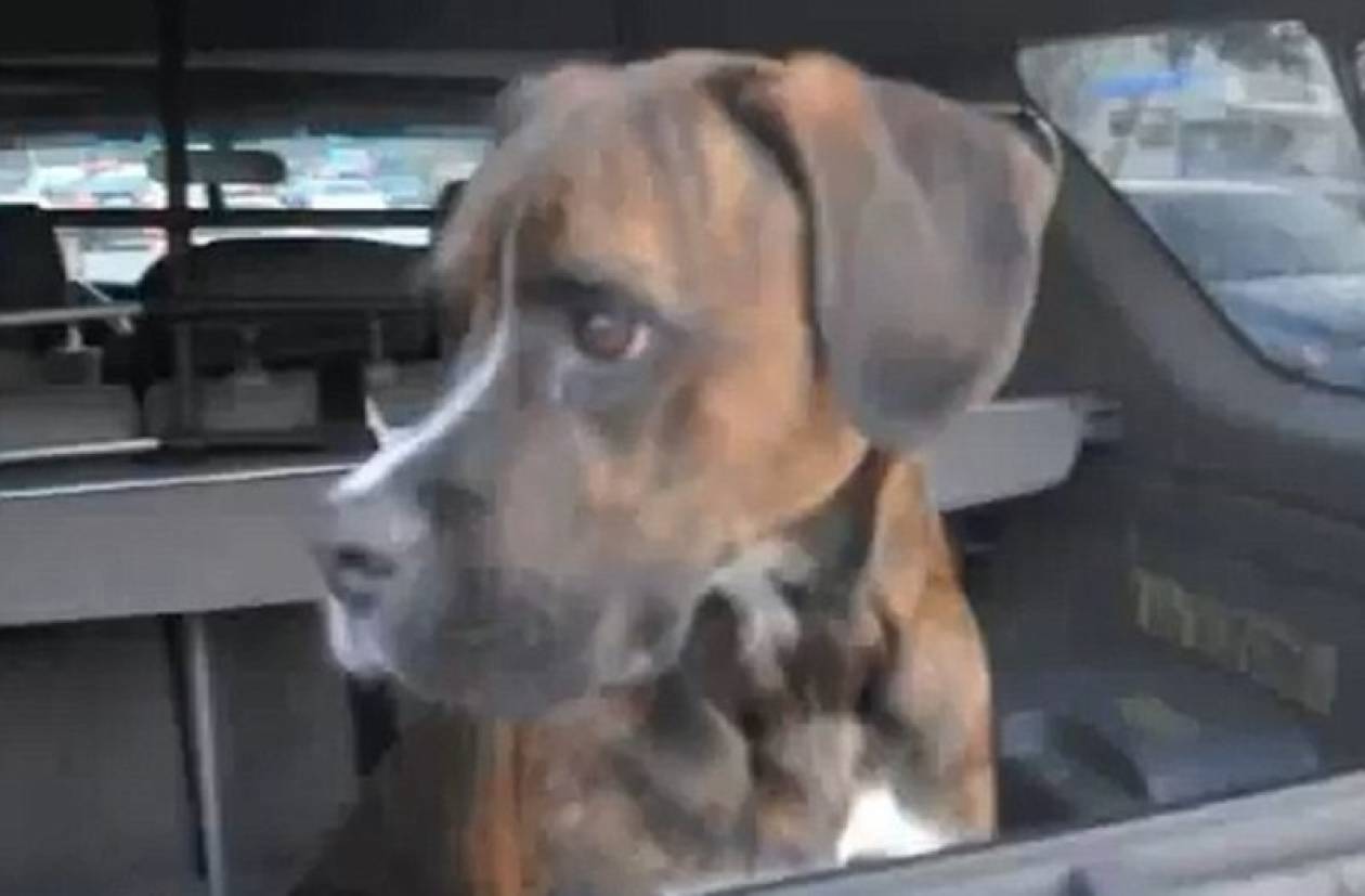 Βίντεο: «Τρελαμένος» σκύλος υποδέχεται το αφεντικό του