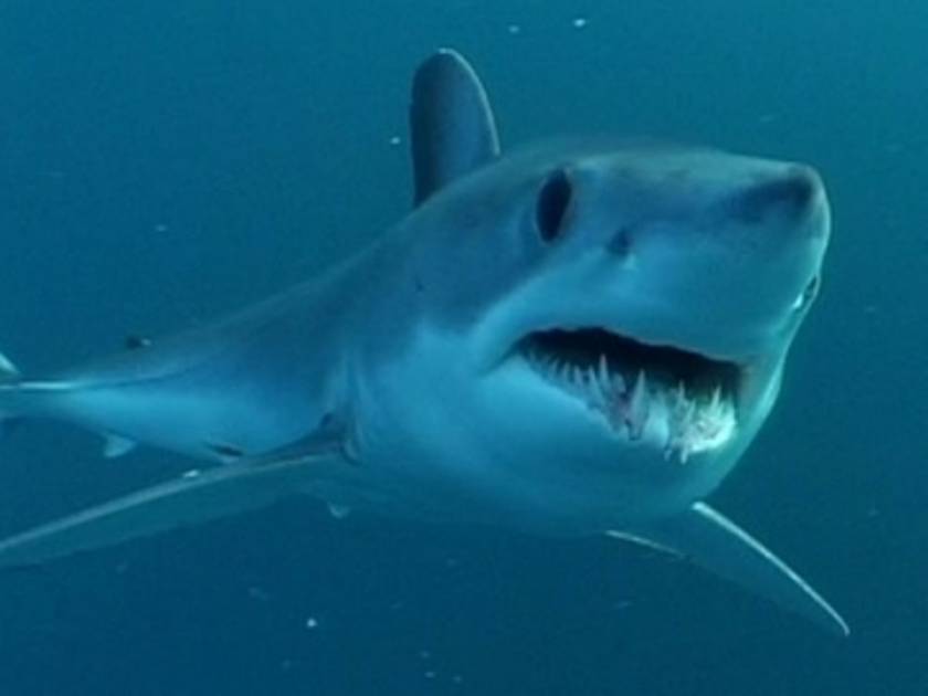 Φονική επίθεση καρχαρία στην Αυστραλία