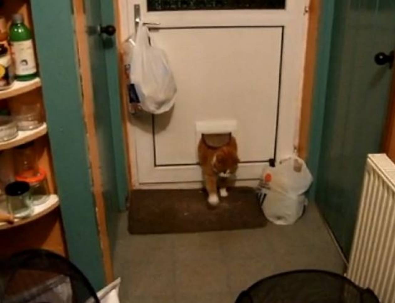 Ένας χοντρός γάτος που σφήνωσε στην πόρτα