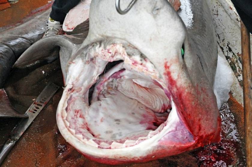 Καρχαρίας 250 κιλών στο Ναύπλιο!