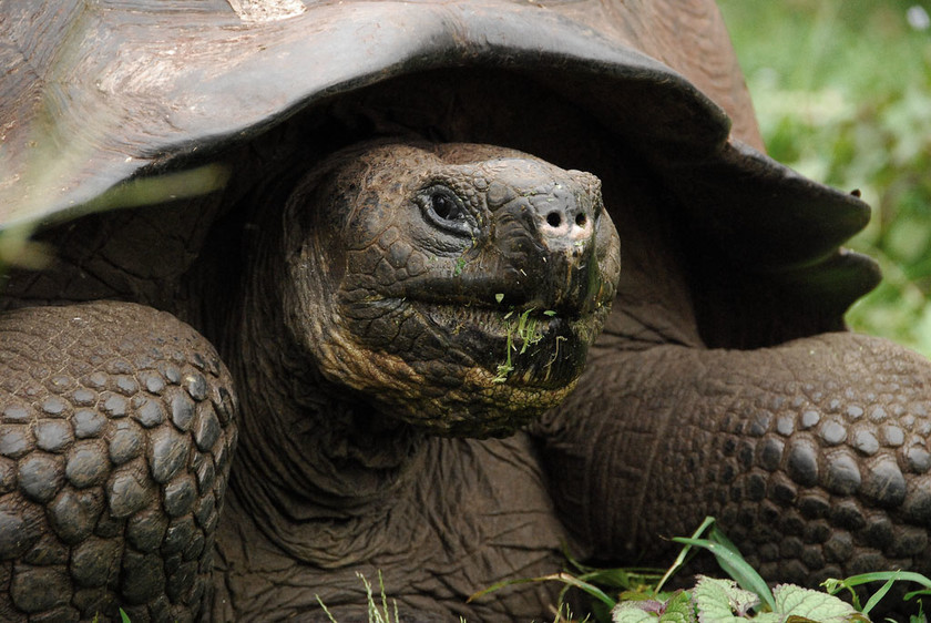  Οι τεράστιες χελώνες των Γκαλαπάγκος  