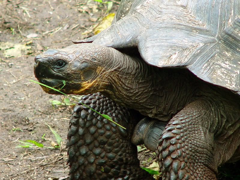  Οι τεράστιες χελώνες των Γκαλαπάγκος  
