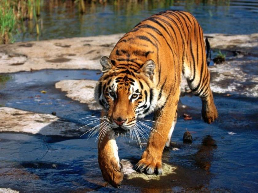HSBC: Όταν η Ελληνική «Τίγρης» έμαθε ξανά να βρυχάται...
