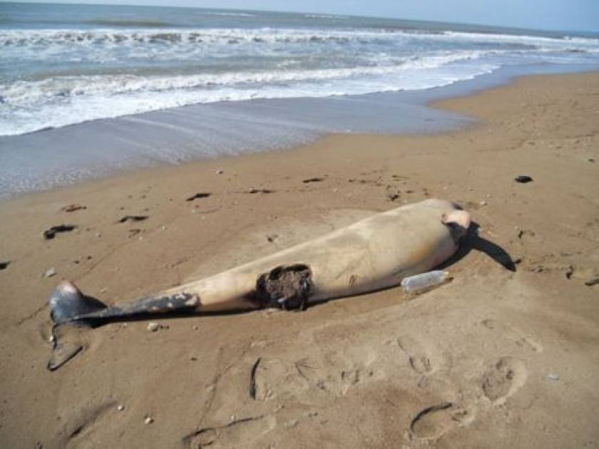 Εντοπίστηκαν νεκρές χελώνες και δελφίνια σε διάφορες περιοχές