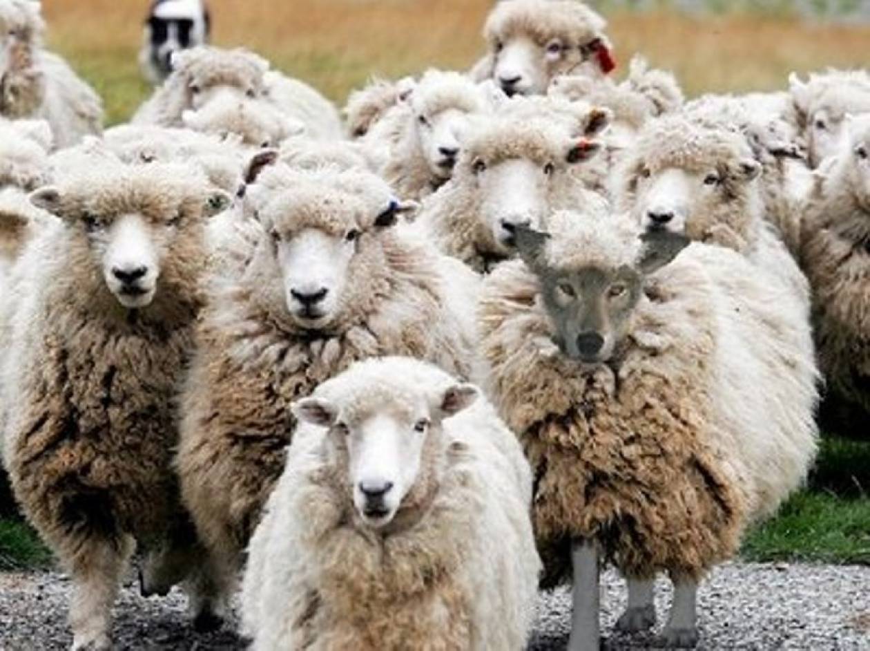 Έκλεψαν πρόβατα και αρνιά…