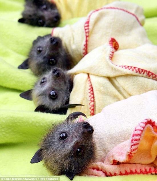 Νυχτερίδες με μπιμπερό και τυλιγμένες σε κουβέρτες   