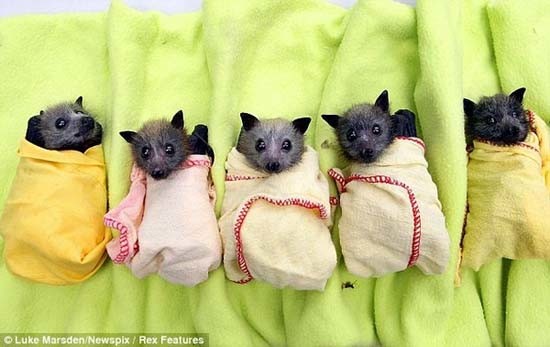 Νυχτερίδες με μπιμπερό και τυλιγμένες σε κουβέρτες   