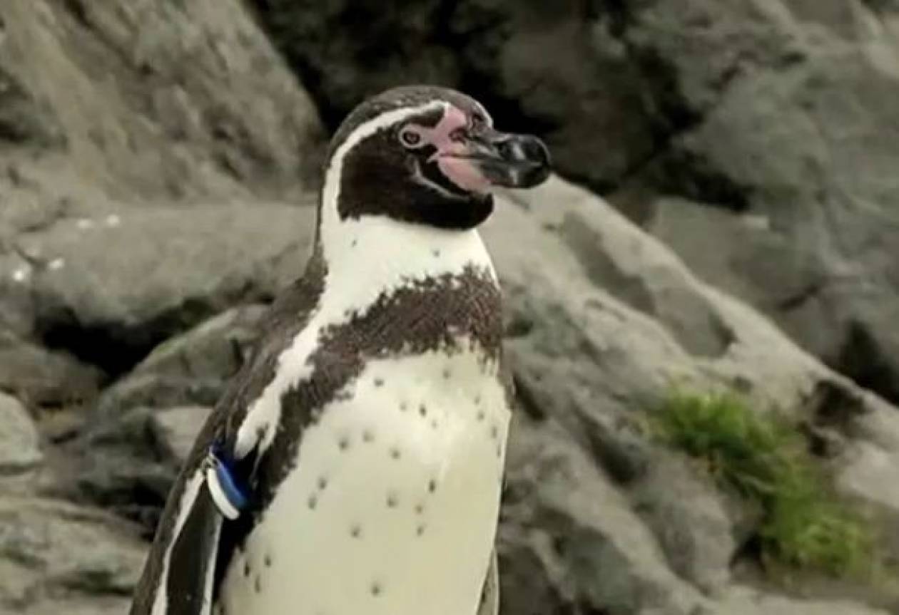 Βίντεο: Όλο το Τόκιο ψάχνει τον πιγκουίνο