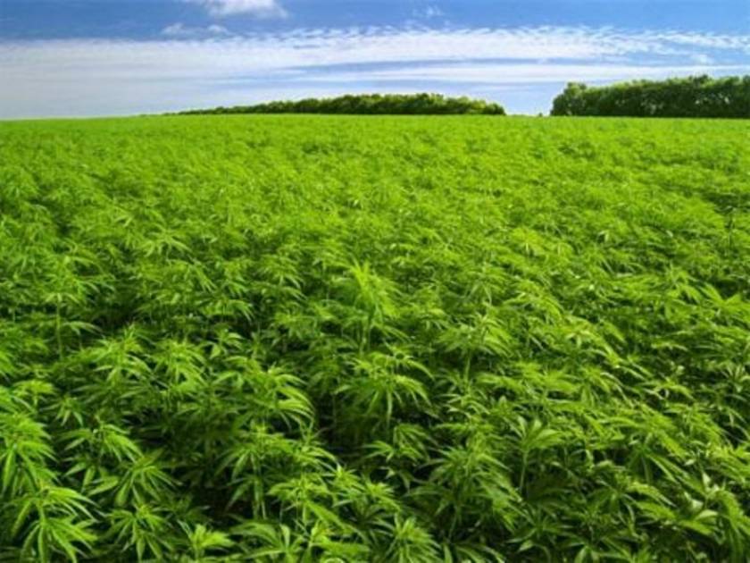 Τεράστιες φυτείας μαριχουάνας στην Αυστραλία