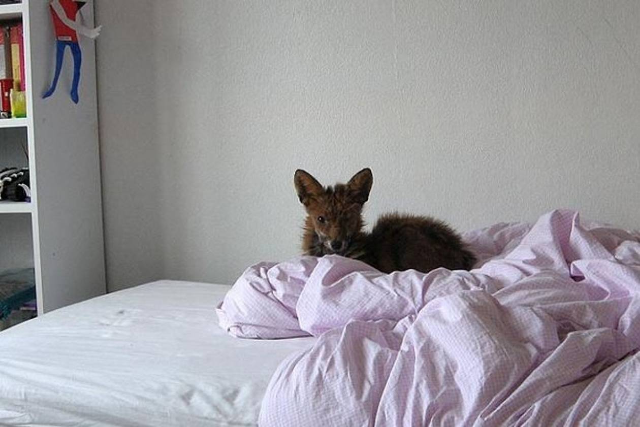 Η αλεπού ξάπλωσε στο κρεβάτι
