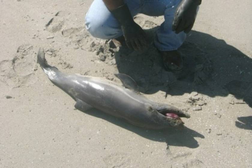 Περού: 877 νεκρά δελφίνια ξεβράστηκαν στις βόρειες ακτές