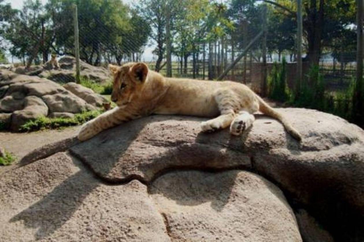 Έρευνα: Τα άγρια ζώα κινδυνεύουν σε ζωολογικούς κήπους