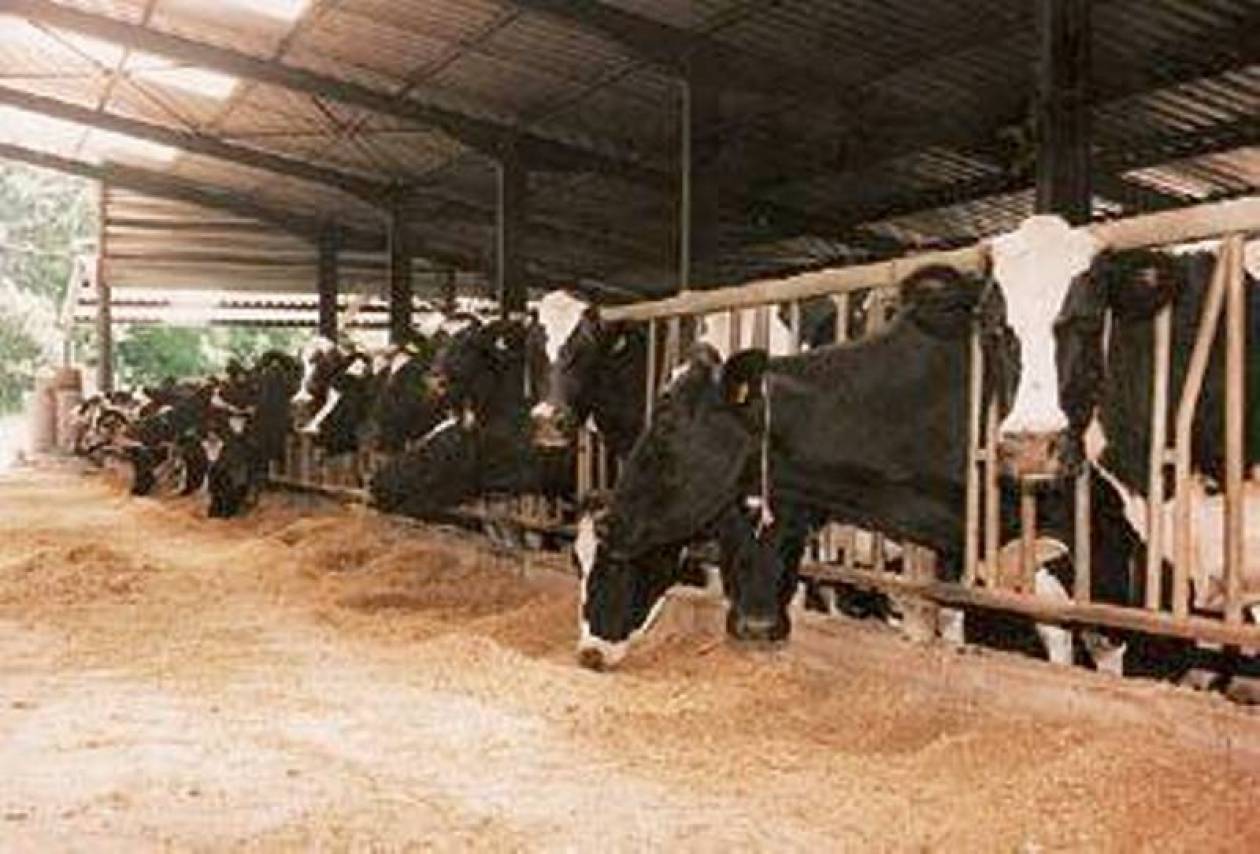 Εντοπίστηκε κρούσμα της νόσου των τρελών αγελάδων στην Καλιφόρνια