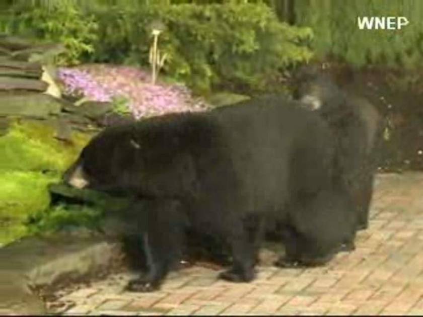 Βίντεο: Αρκούδες διακόπτουν μετεωρολογικό δελτίο