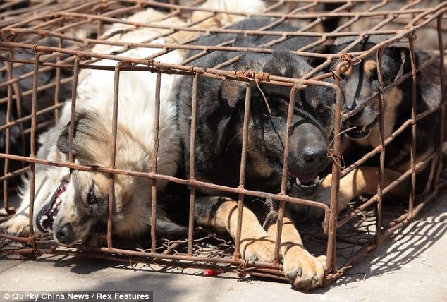 Έσωσαν σκυλιά που προορίζονταν για φαγητό σε εστιατόρια  