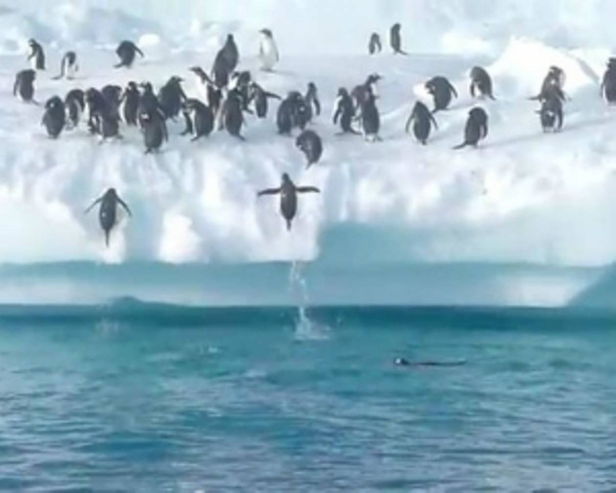 Θεαματικά άλματα πιγκουίνων σε παγόβουνο!