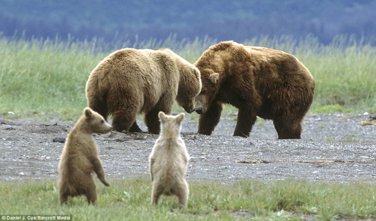 Δείτε αρκουδάκια να παίζουν με τους γονείς τους!