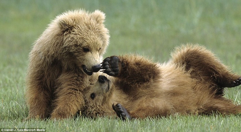 Δείτε αρκουδάκια να παίζουν με τους γονείς τους! 
