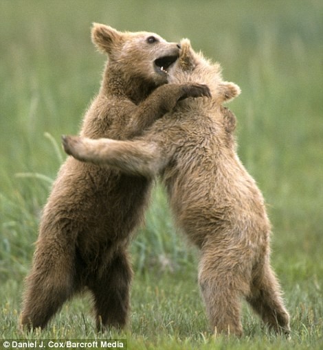 Δείτε αρκουδάκια να παίζουν με τους γονείς τους! 