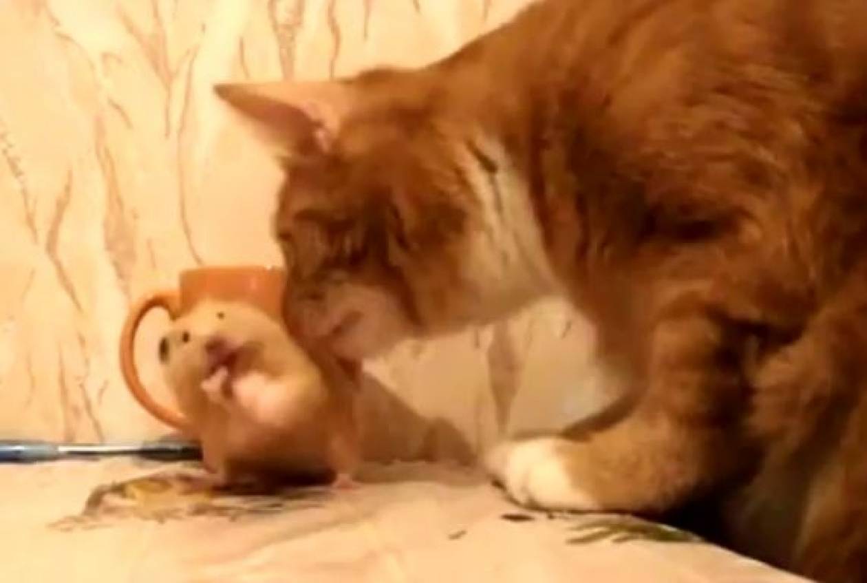 Βίντεο:Το πεινασμένο χάμστερ και ο περίεργος γάτος