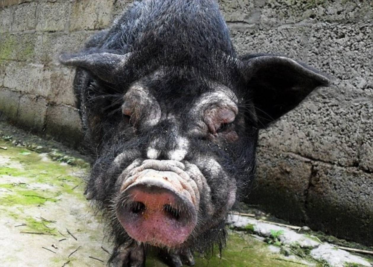 Το πιο άσχημο γουρούνι…