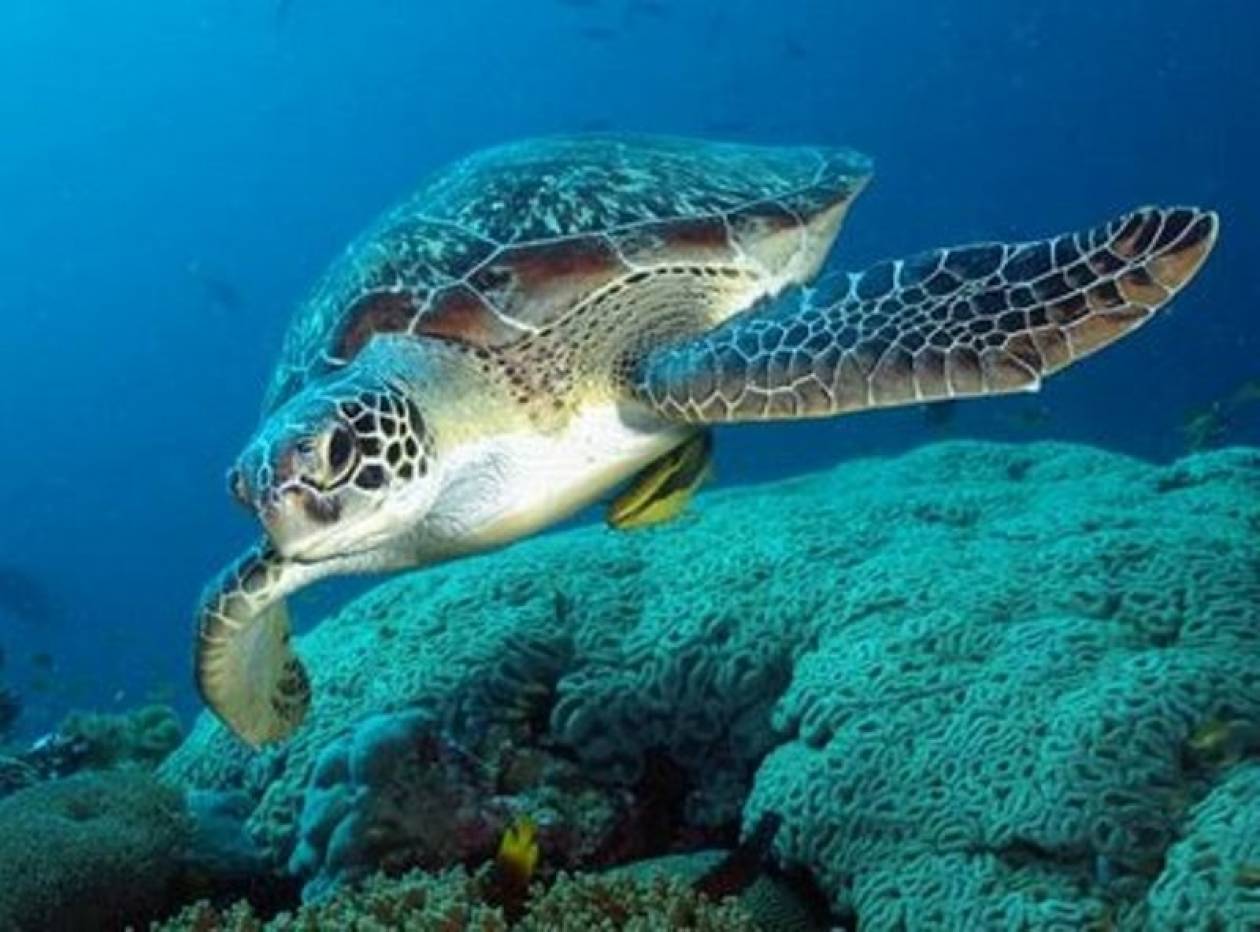 Αλεξανδρούπολη: Νεκρές δεκατρείς θαλάσσιες χελώνες καρέτα - καρέτα