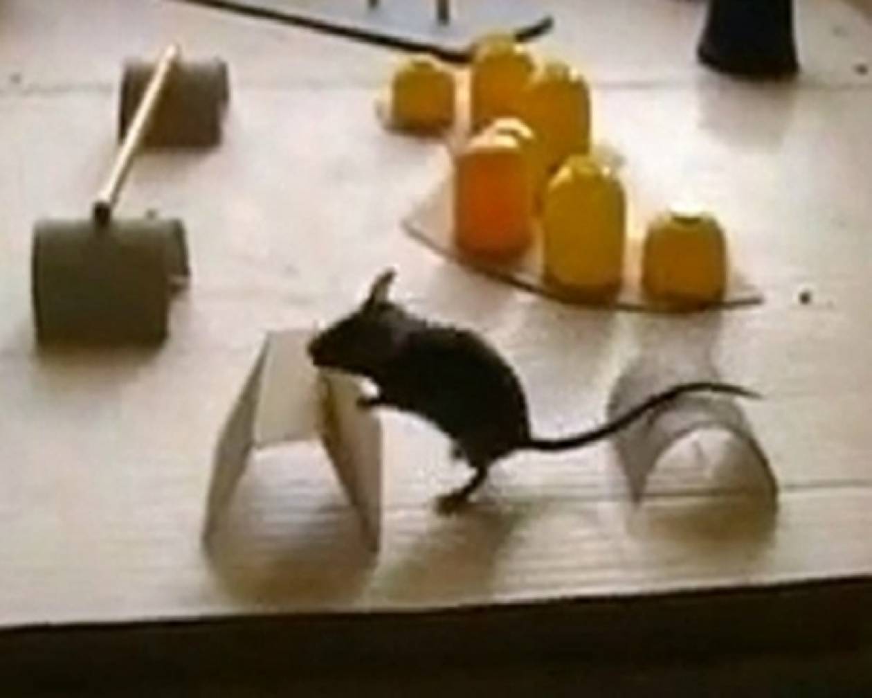 Το πιο έξυπνο ποντίκι στον κόσμο