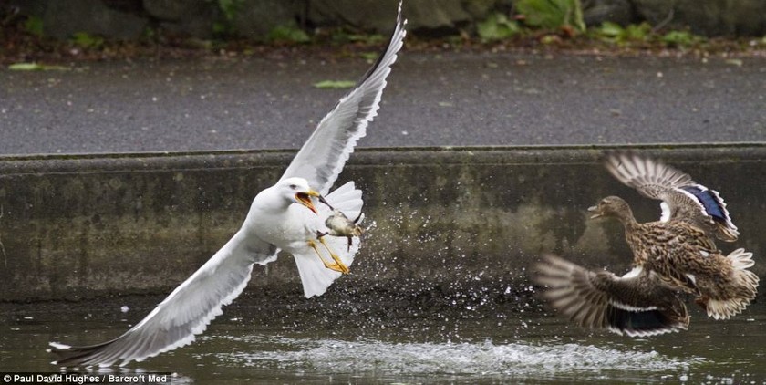 Ένα πεινασμένο πουλί προσπαθεί να φάει το άλλο
