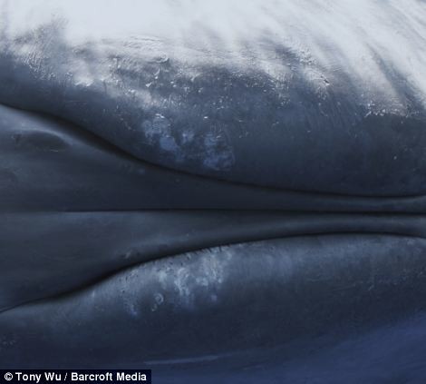 Πλοίο χτυπά φάλαινα την ώρα που κοιμάται (φωτο)